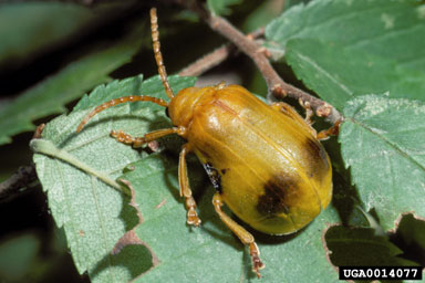 Larger Elm Leaf Beetle